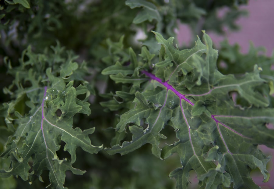 Kale plant in the garden