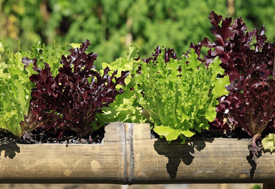 Rows of fresh lettuce growing
