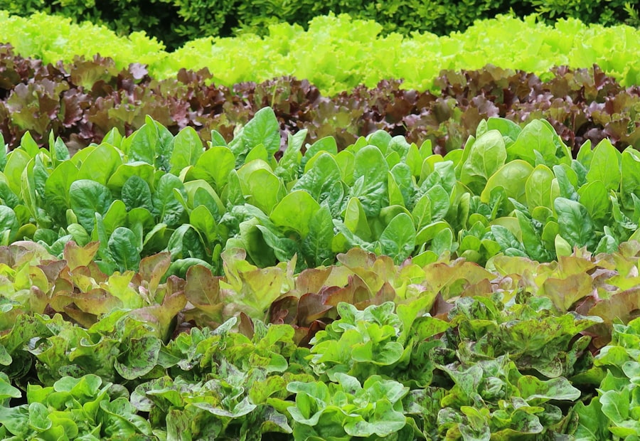 Mixed salad leaves growing in rows