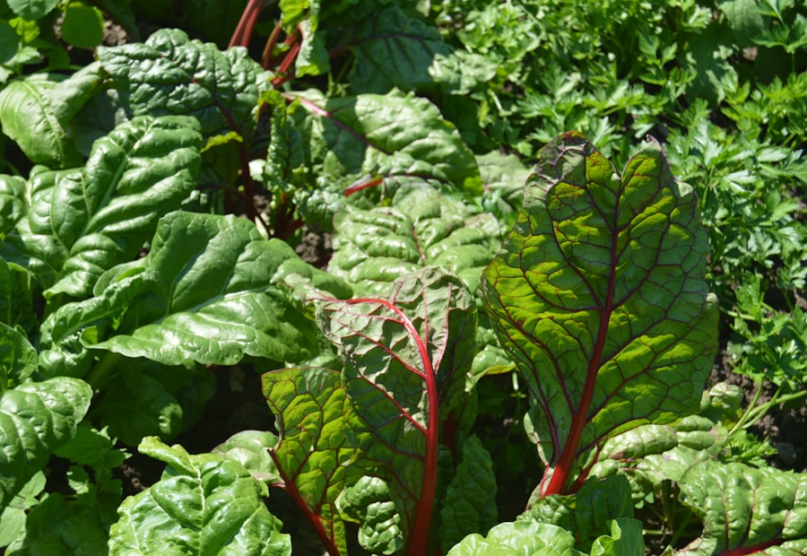 Silverbeet with colourful stems