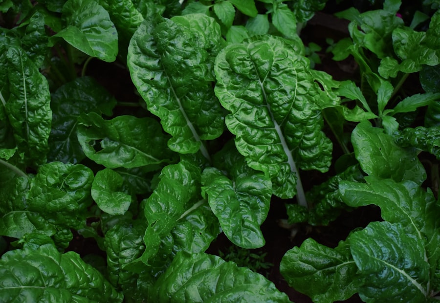 Fresh spinach leaves