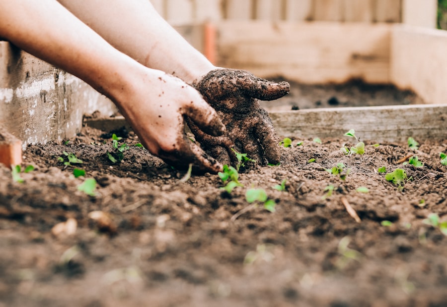 Hands planting healthy young seedlings into prepared soil