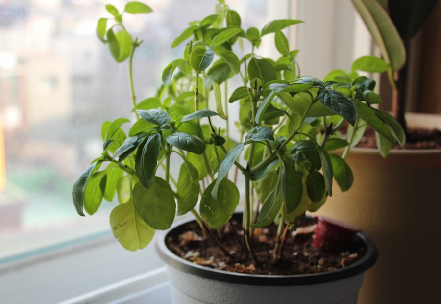 Fresh basil plant