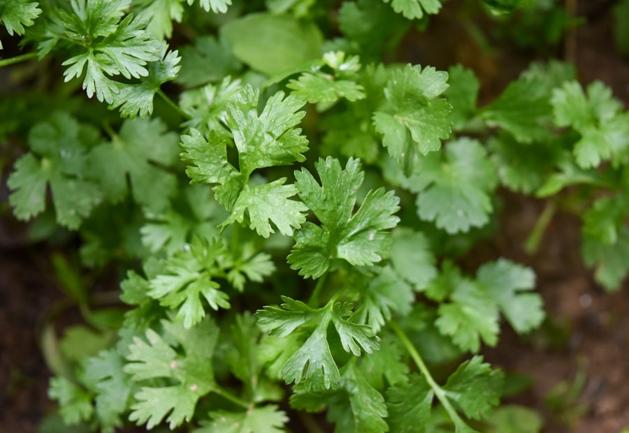 Coriander plant
