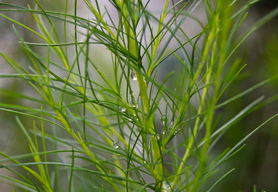Feathery dill plant