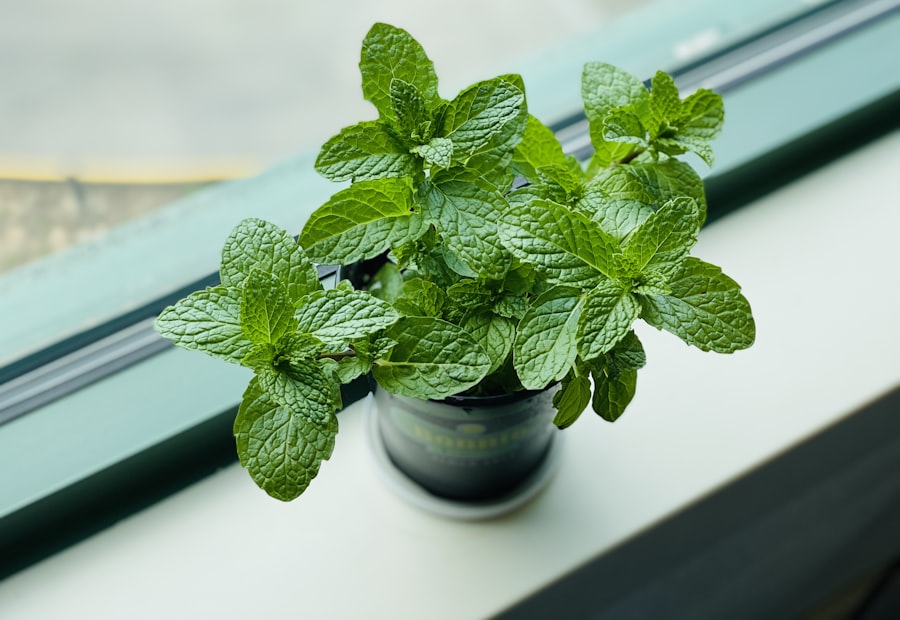 Mint plant in a pot