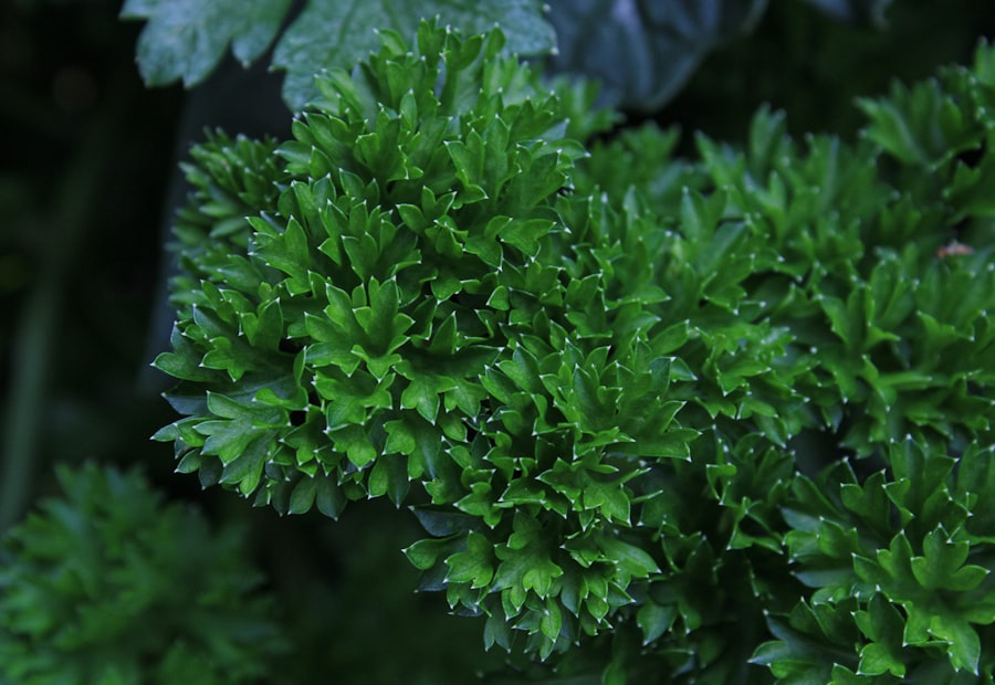 Curly parsley plant