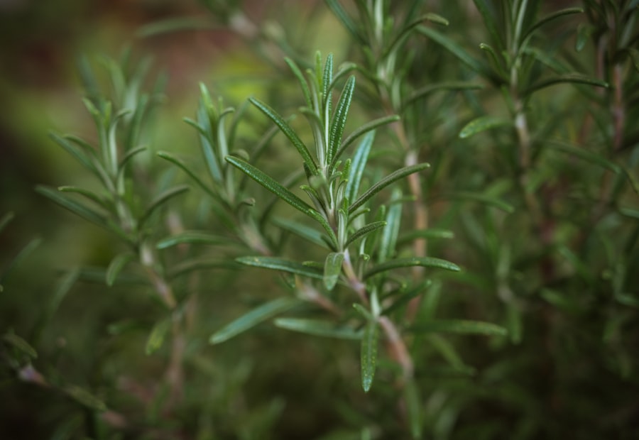 Woody Mediterranean herb plant