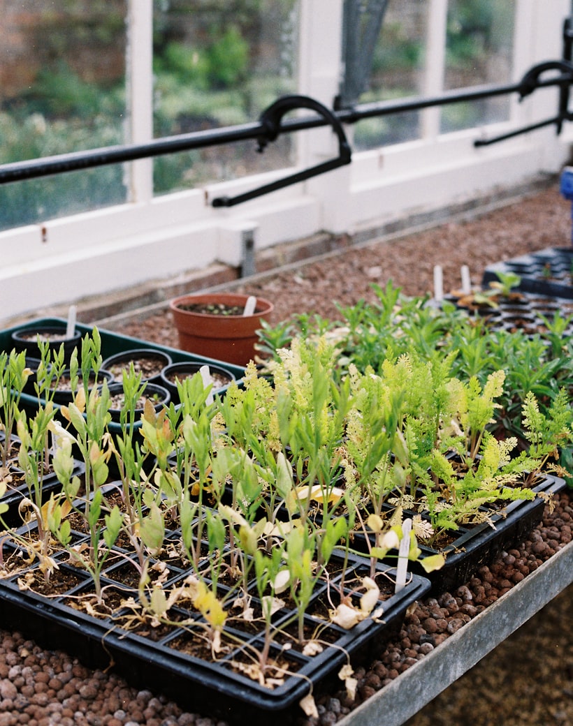 Trays of healthy seedlings growing in the Puna Seedlings greenhouse
