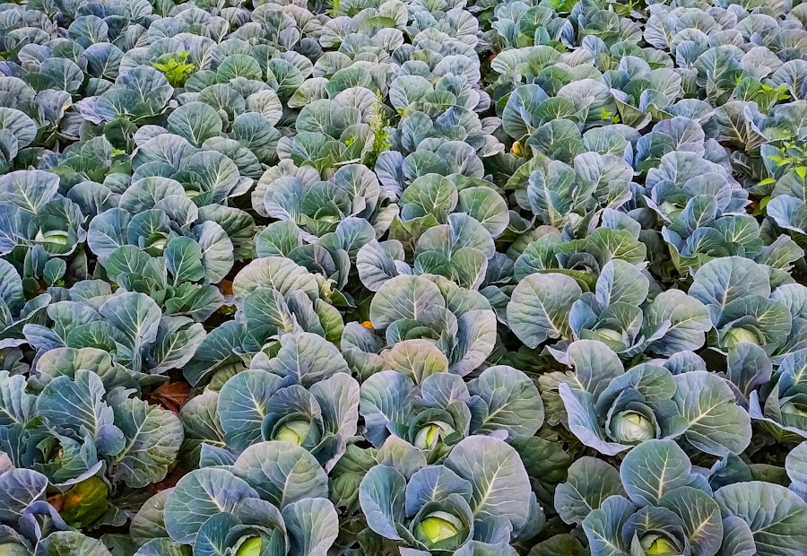 Brassica plants growing in the field