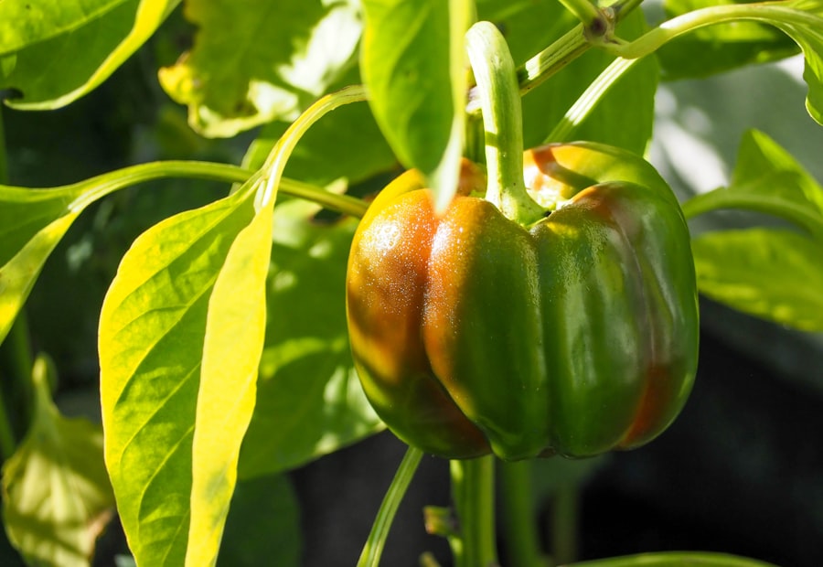 Bell pepper capsicum growing on the plant