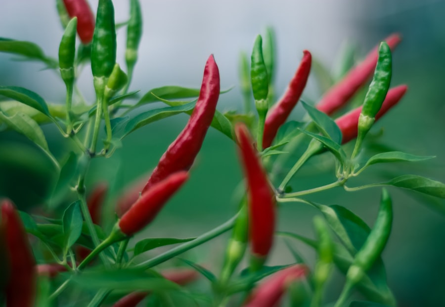 Red and green chillies on the plant