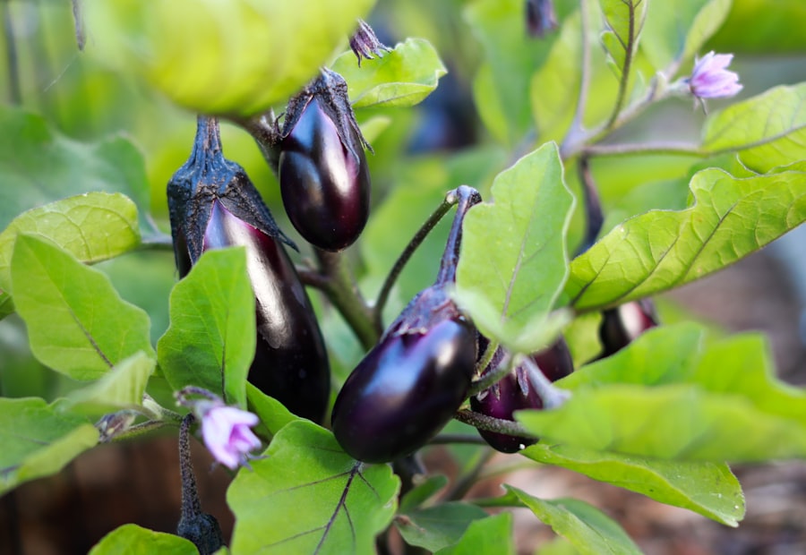 Glossy eggplants growing on the plant