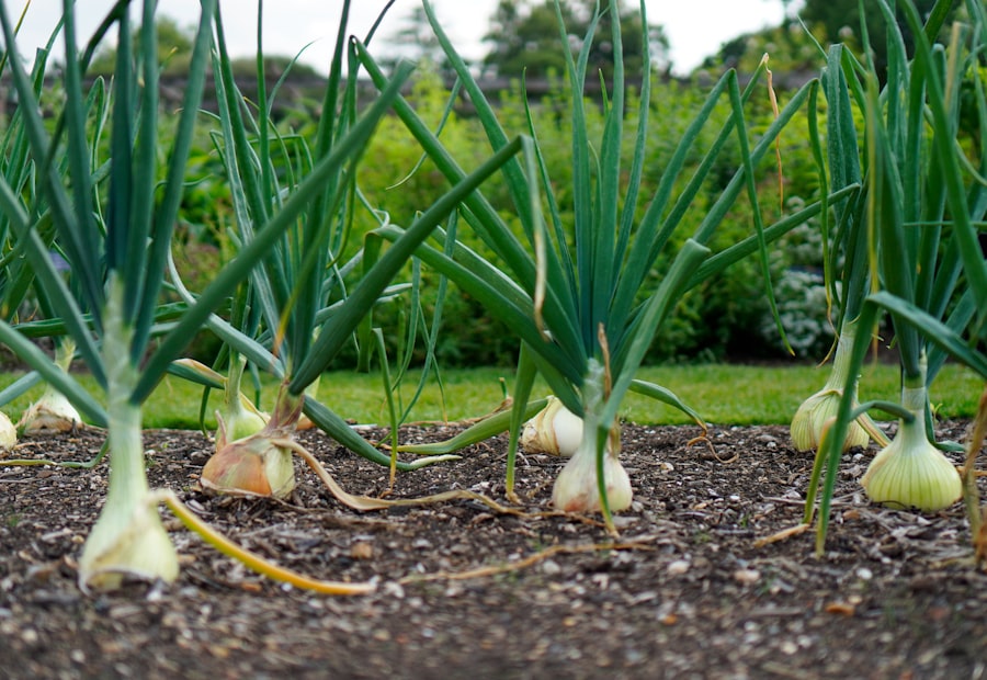Leeks and onions growing in rows