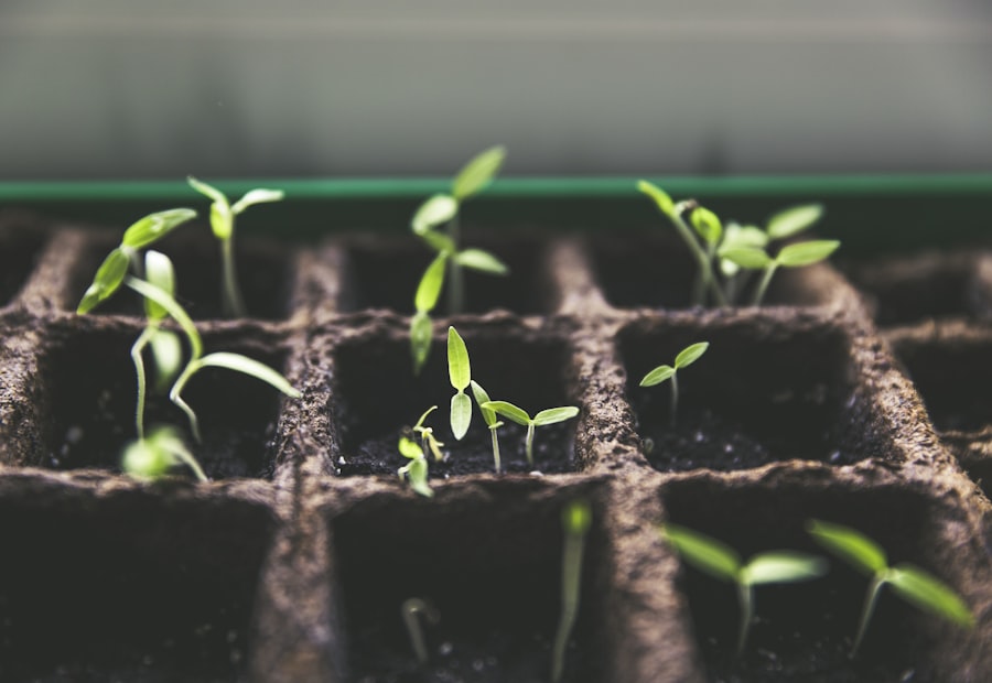 Trays of young seedlings ready to grow on