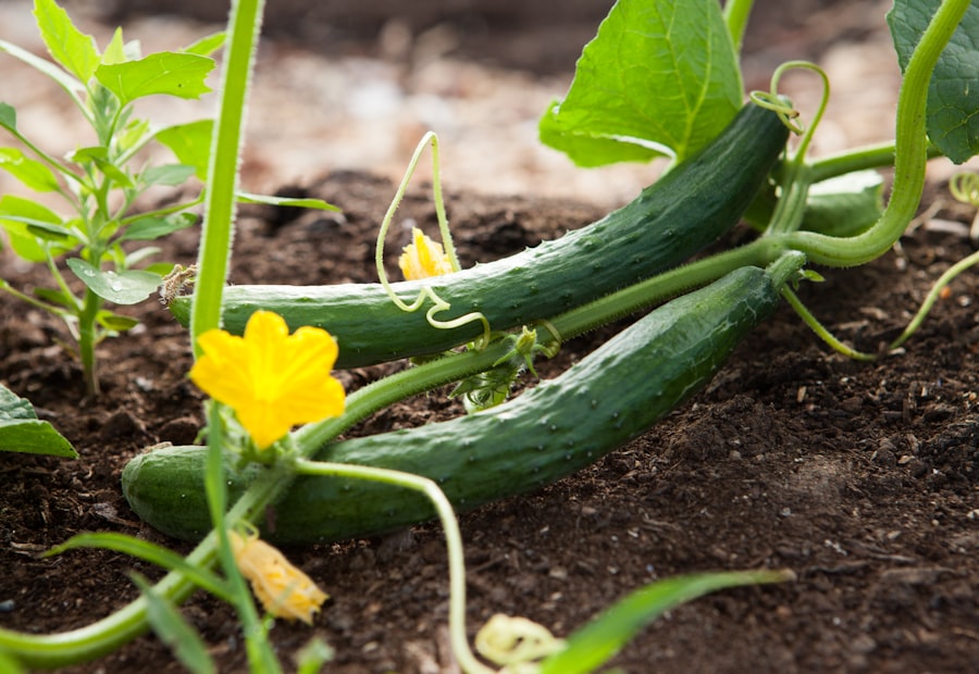 Cucumbers growing on the vine