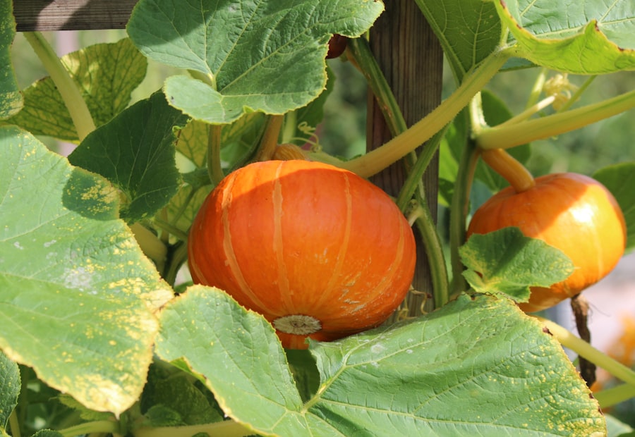 Pumpkins ripening in the garden