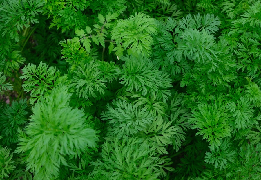 Leafy carrot tops growing in the garden