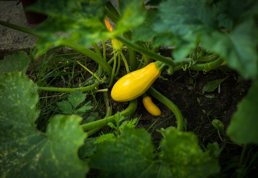 Zucchini plant with courgettes